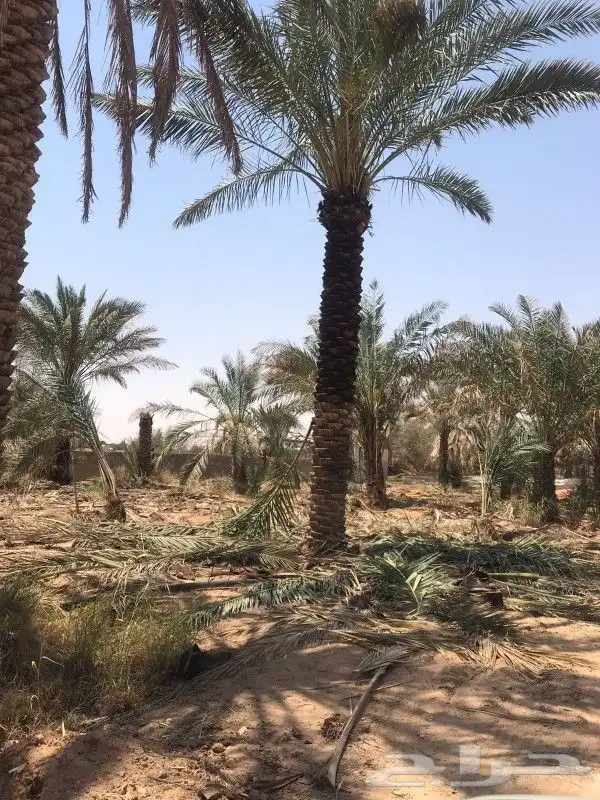 نعمل في جميع انواع الشبوك وجميع انواع النخيل 4