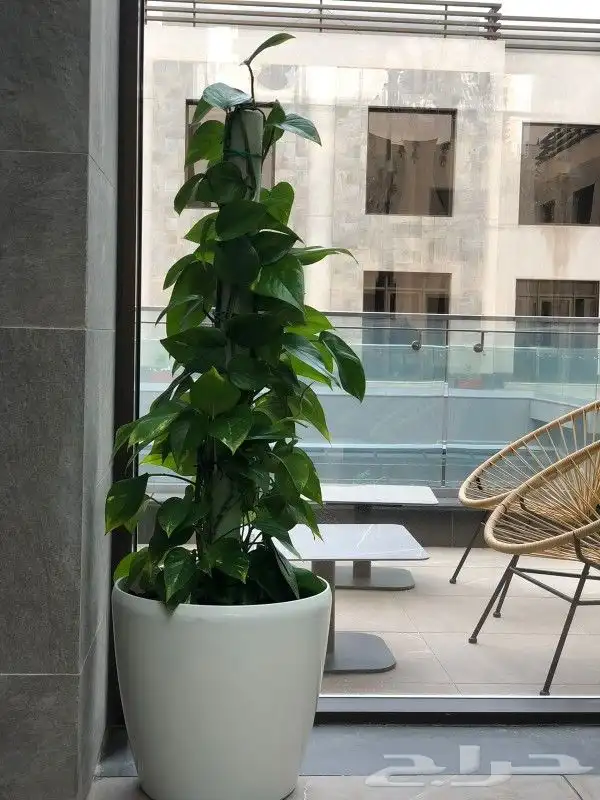 احواض ومراكن للنباتات 2