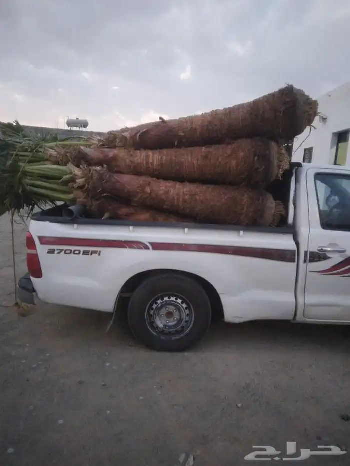 نخيل وشنطني زينه وعربي 2