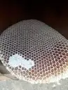 عسل طلح عسل سمرة عسل سدر اصلي مضمون وعلى الشرط 0
