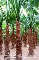 مقول زرعت نخيل عربي ووشنطي وصينة مزارع 1