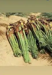 مقول نخل عربي وشنطني 5