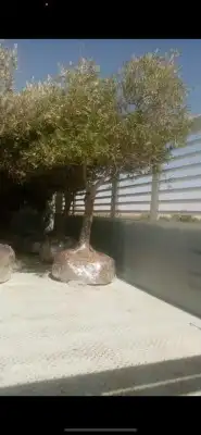 ابو عبدالله لتوريد جميع انواع الاشجار المثمرة 1