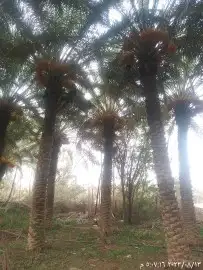 مقول نخل عربي وشنطني 8