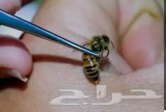 نحل للسع 0
