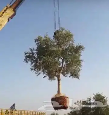 ابو عبدالله لتوريد جميع انواع الاشجار المثمرة 0