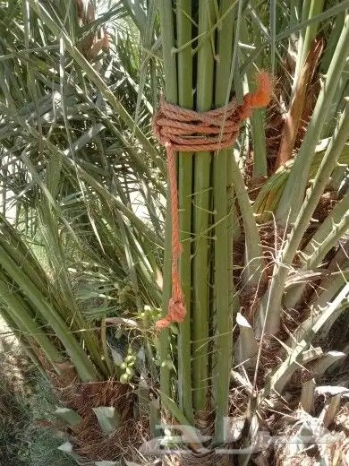 مقول نخل عربي وشنطني 4
