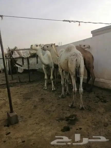 قعدان للبيع العدد 4 5