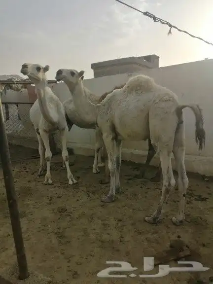 قعدان للبيع العدد 4 2