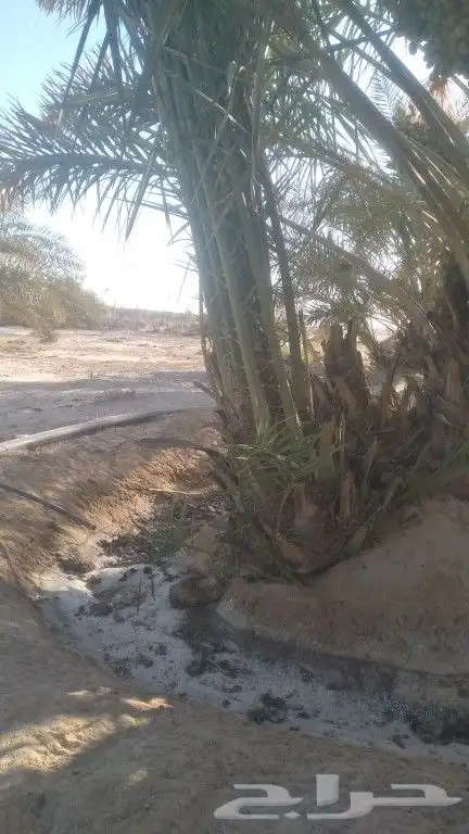 نخل خلاص للبيع ونقوم بتوريد وزرع وقشع وتكريب 1