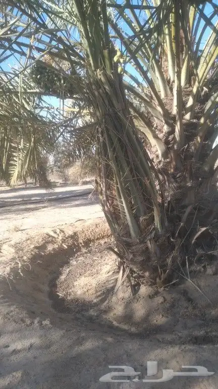 نخل خلاص للبيع ونقوم بتوريد وزرع وقشع وتكريب 0