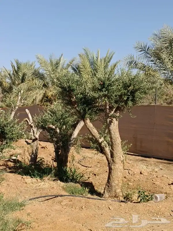 يوجد لدينا انوع الشجر والزيتون والنخيل عربي وشنطني والبرتقال 6