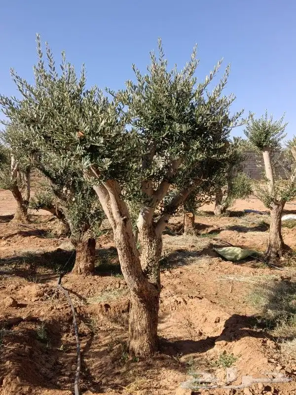 يوجد لدينا انوع الشجر والزيتون والنخيل عربي وشنطني والبرتقال 7