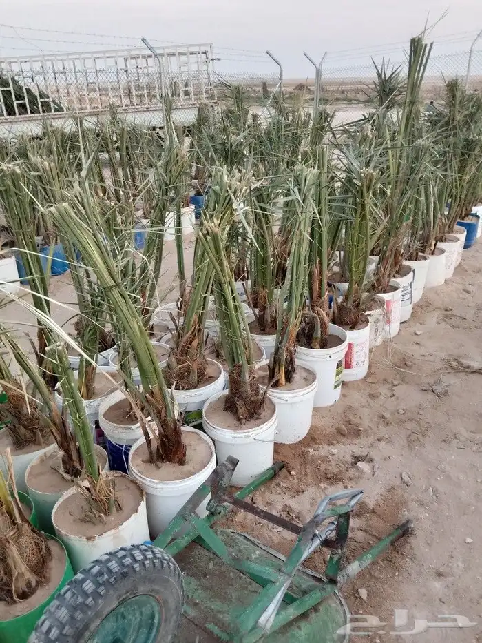 مقول نخل عربي وشنطني 0