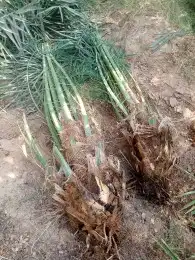 فسايل اخلاص 0