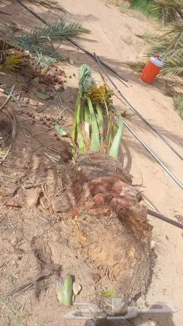 قلع وغرس وتوريد جميع انواع النخيل العربي الواشنطن الزينه 4