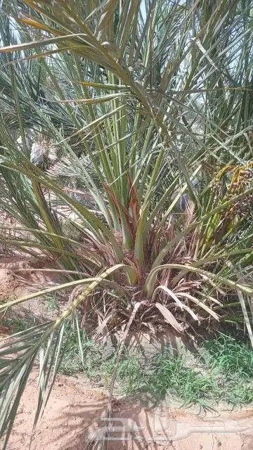 قلع وغرس وتوريد جميع انواع النخيل العربي الواشنطن الزينه 5