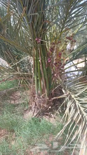 قلع وغرس وتوريد جميع انواع النخيل العربي الواشنطن الزينه 2