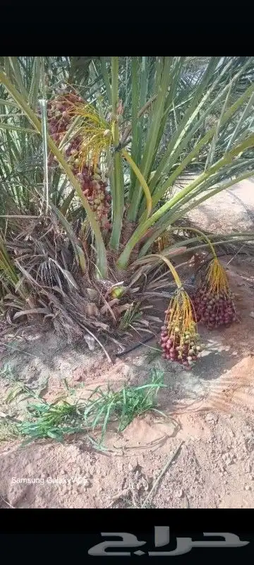 قلع وغرس وتوريد جميع انواع النخيل العربي الواشنطن الزينه 0