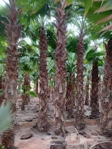 نخل واشنطن للبيع  نخل مظمون 0