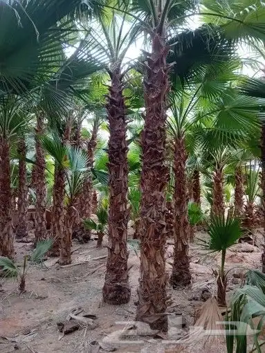 نخل واشنطن للبيع  نخل مظمون 1