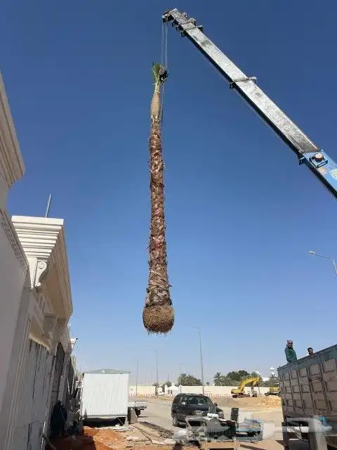 نخل واشنطن للبيع  نخل مظمون 2
