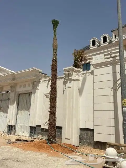 نخل واشنطن للبيع  نخل مظمون 3