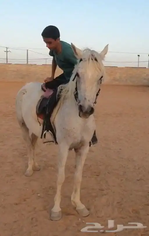 افراس_للبيع 4