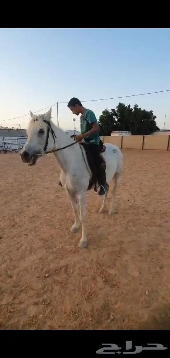 افراس_للبيع 2
