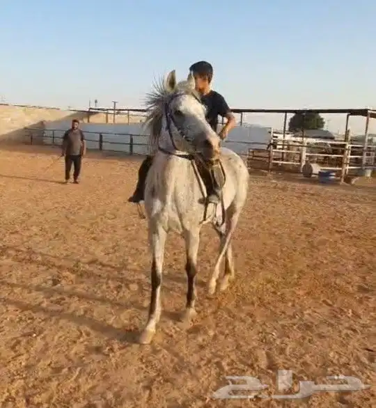 افراس_للبيع 18