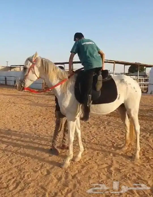 افراس_للبيع 10