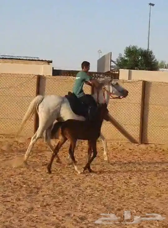 افراس_للبيع 11