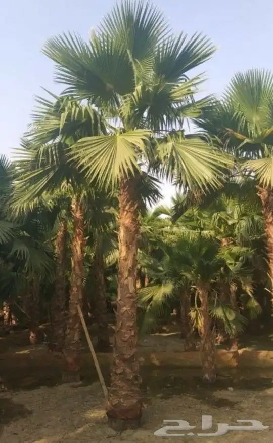 نخل واشنطني 2