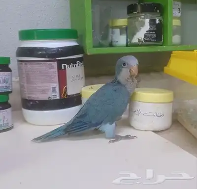 ببغاء كويكر الراهب أليف مناسب للأطفال 6