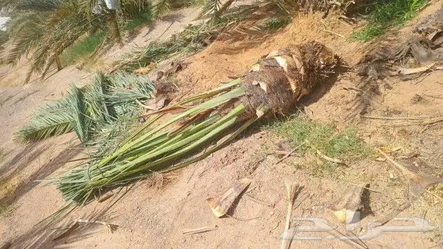 قلع وغرس وتوريد جميع انواع النخيل العربي الواشنطن الزينه 3