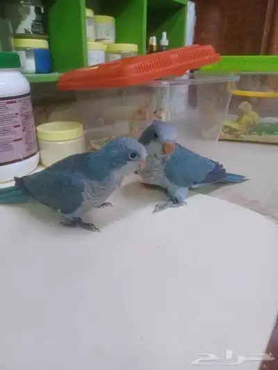 ببغاء كويكر الراهب أليف مناسب للأطفال 4