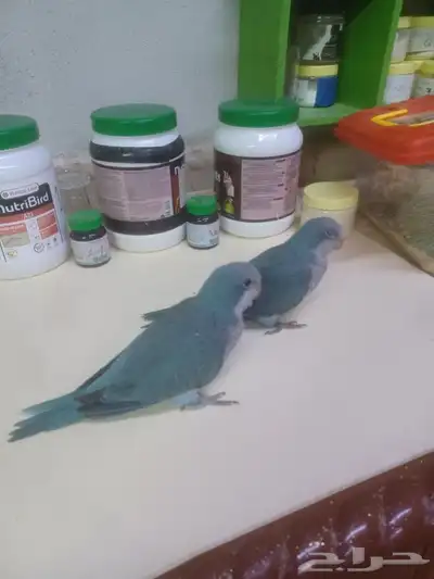 ببغاء كويكر الراهب أليف مناسب للأطفال 2