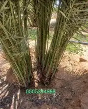 فسايل برحي وجثايث حلوه 7
