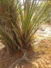 فسايل برحي وجثايث حلوه 8