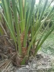 فسايل برحي وجثايث حلوه 0