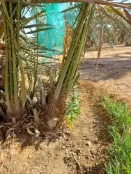 فسايل برحي وجثايث حلوه 1