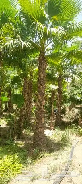 يوجد لدينا جميع انواع النخيل 1