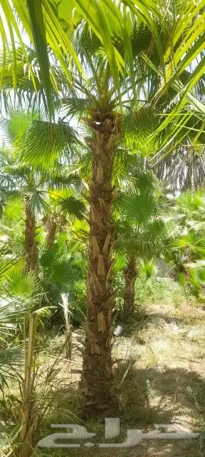 يوجد لدينا جميع انواع النخيل 0