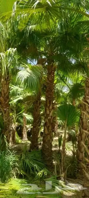 يوجد لدينا جميع انواع النخيل 2