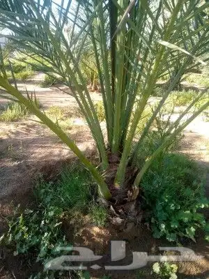 فسايل برحي وجثايث حلوه 9