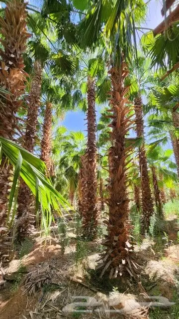 يوجد لدينا جميع أنواع النخيل الوشنطني 1