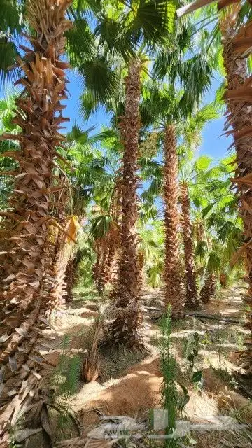 يوجد لدينا جميع أنواع النخيل الوشنطني 0