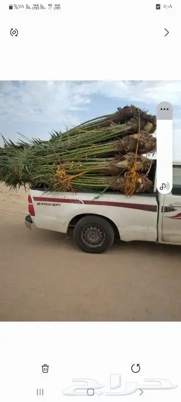 يوجد الدنيا جميع انواع النخيل اتواصل جوال 2