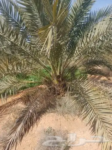 فسايل برحي وجثايث حلوه 6