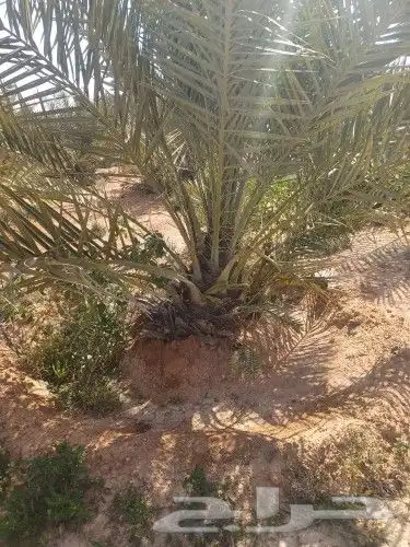 فسايل برحي وجثايث حلوه 5